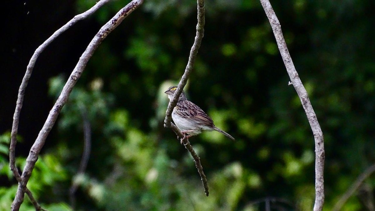 Grassland Sparrow - ML618930828
