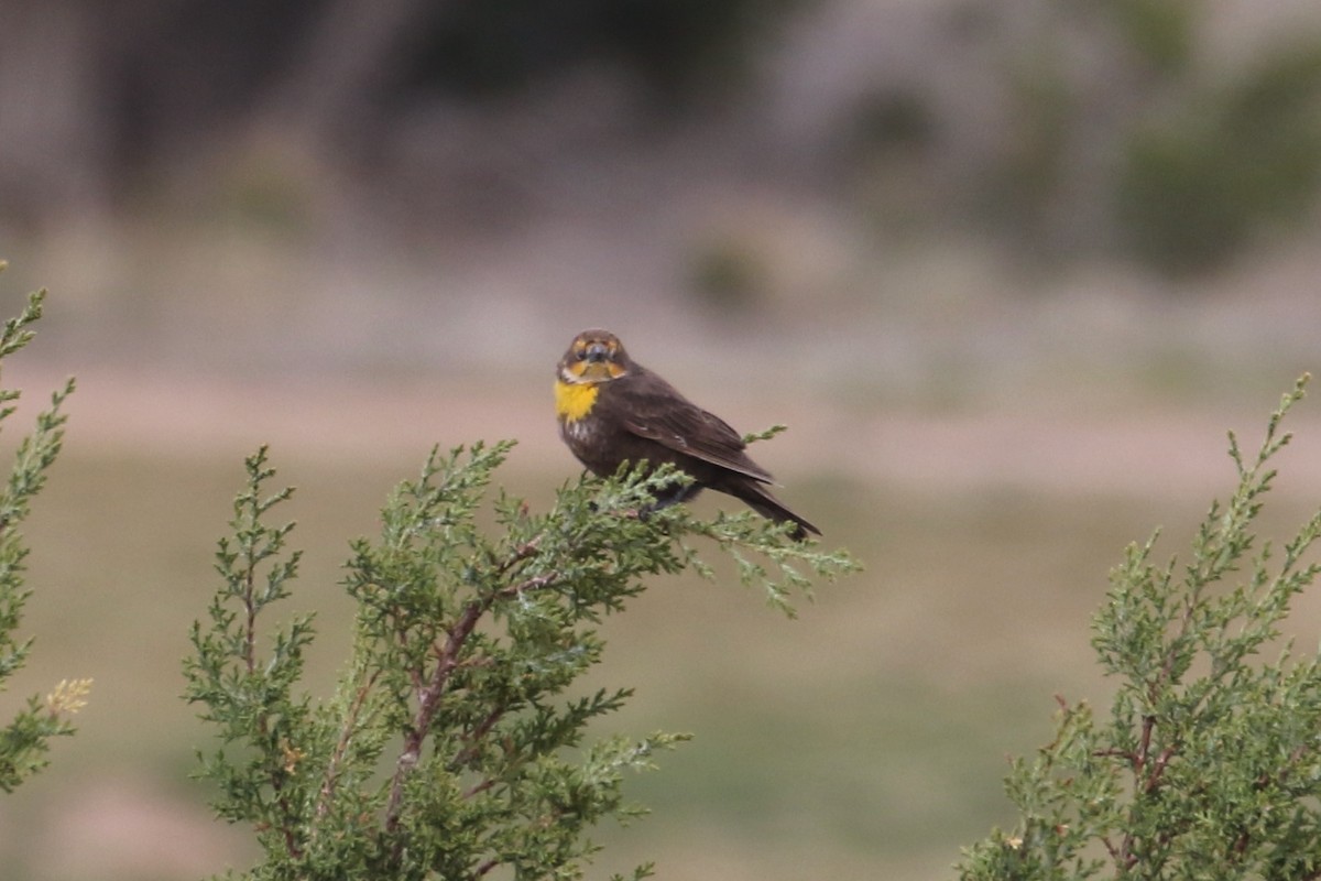 Yellow-headed Blackbird - ML618930854