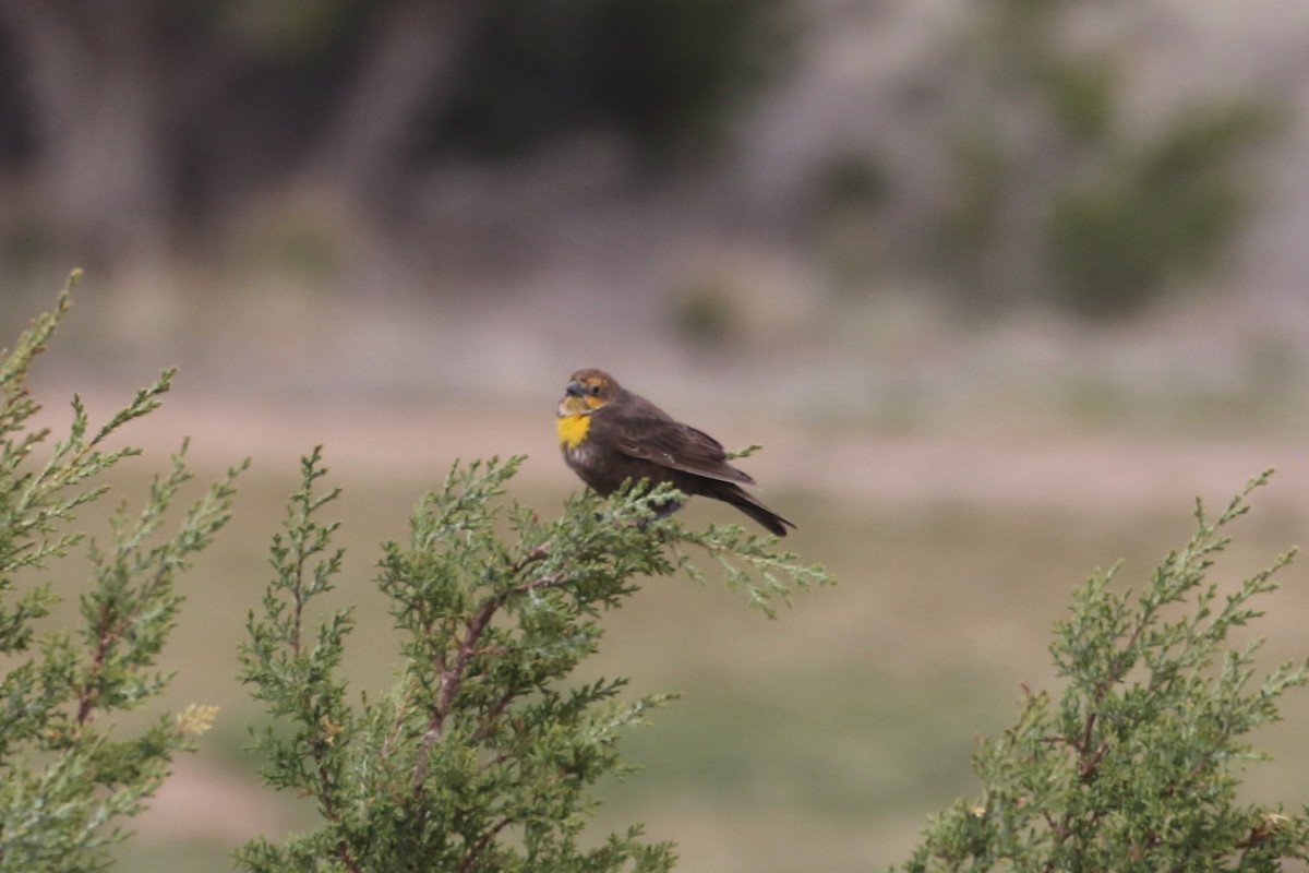 Yellow-headed Blackbird - ML618930855