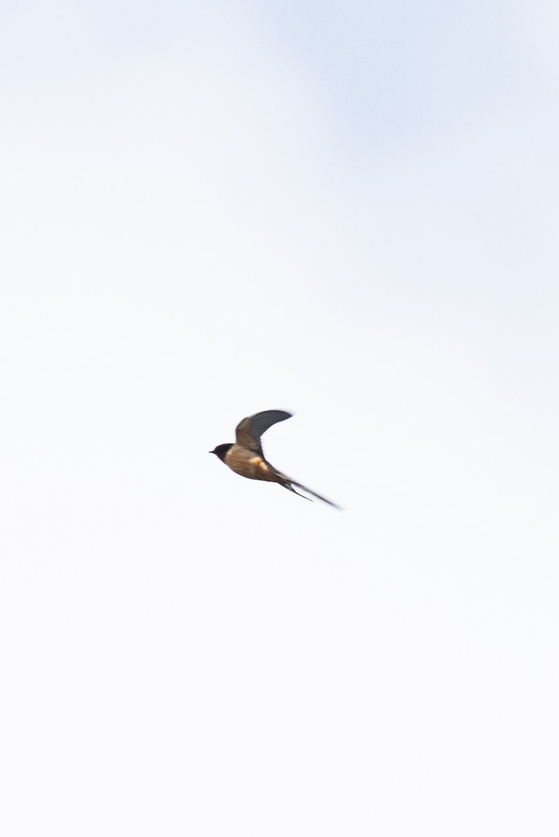 Barn Swallow - ML618930885