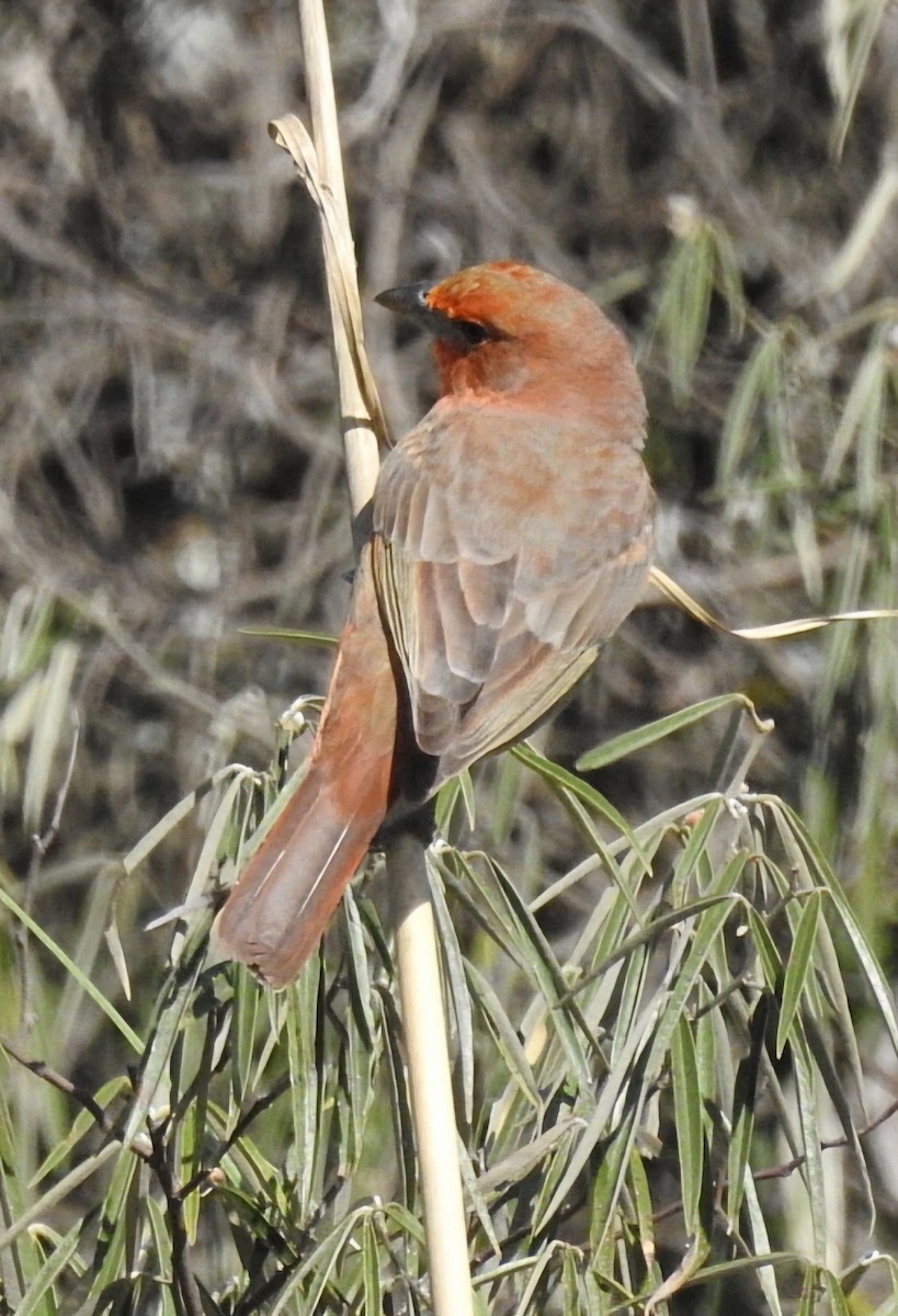 Hepatic Tanager - ML618930896