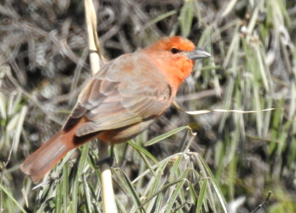 Hepatic Tanager - ML618930898
