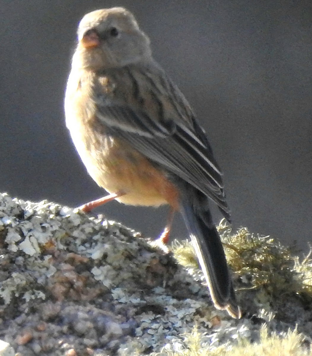 Band-tailed Seedeater - ML618930952
