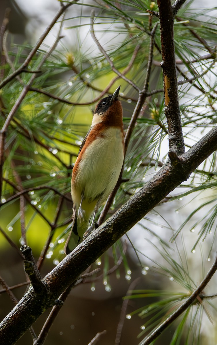 Bay-breasted Warbler - ML618930973