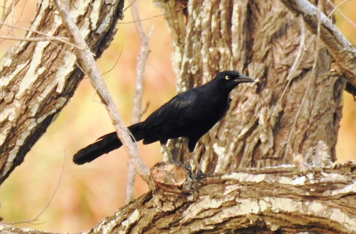 Great-tailed Grackle - ML618930992