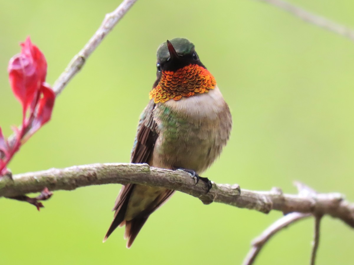 Ruby-throated Hummingbird - ML618930993