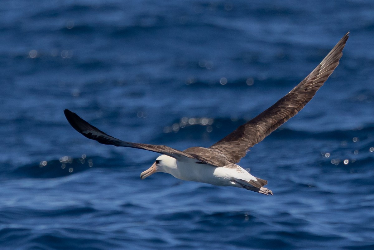 Laysan Albatross - Roger Adamson