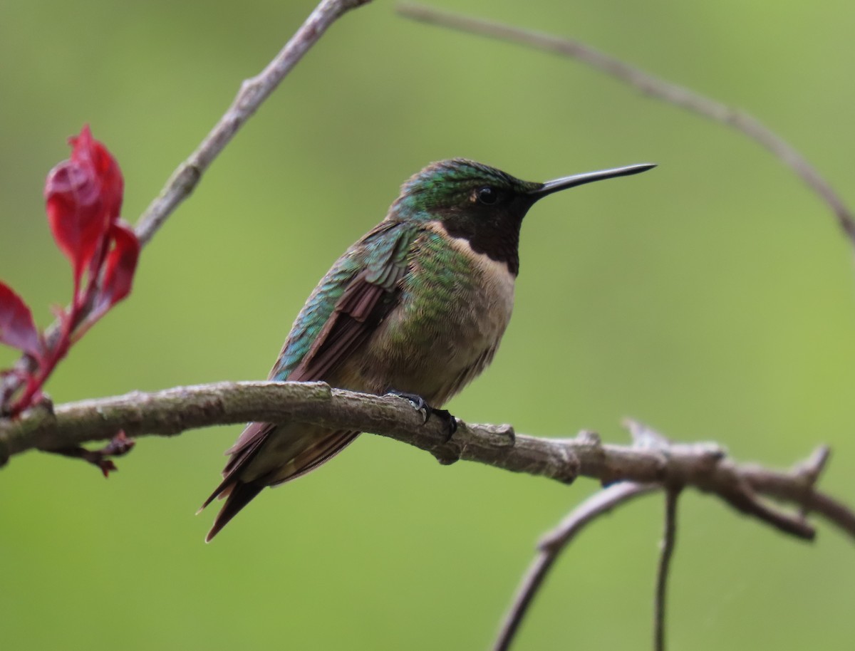 Ruby-throated Hummingbird - ML618931019