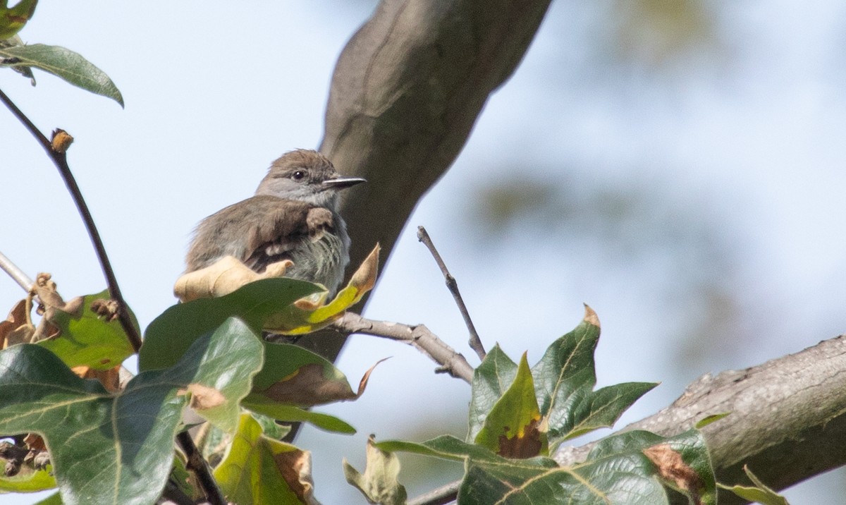 Ash-throated Flycatcher - Cindy Croissant