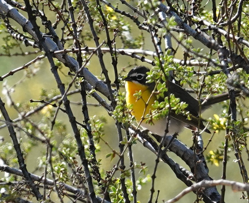Yellow-breasted Chat - ML618931097