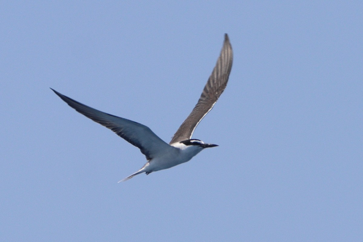 Bridled Tern - Robert Irwin