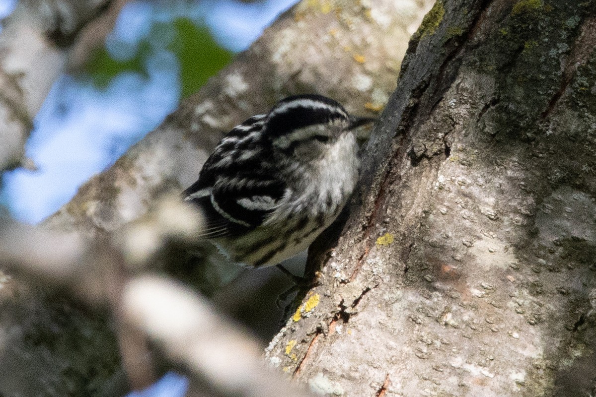 Black-and-white Warbler - ML618931133