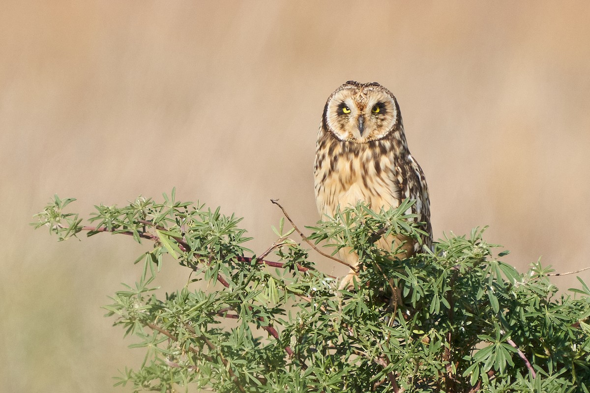 Short-eared Owl - ML618931180