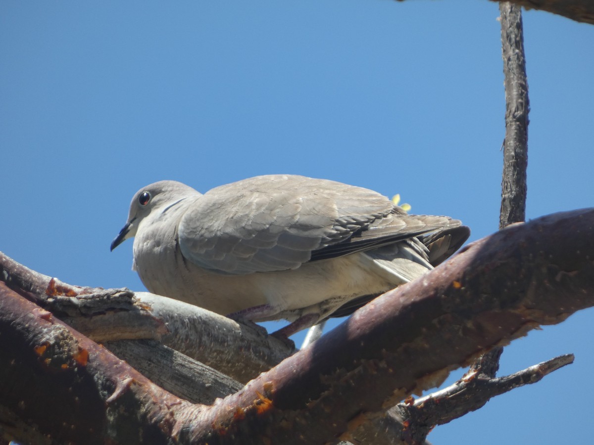 Eurasian Collared-Dove - ML618931183