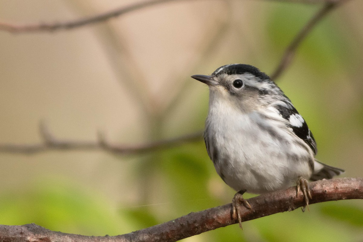 Black-and-white Warbler - ML618931215