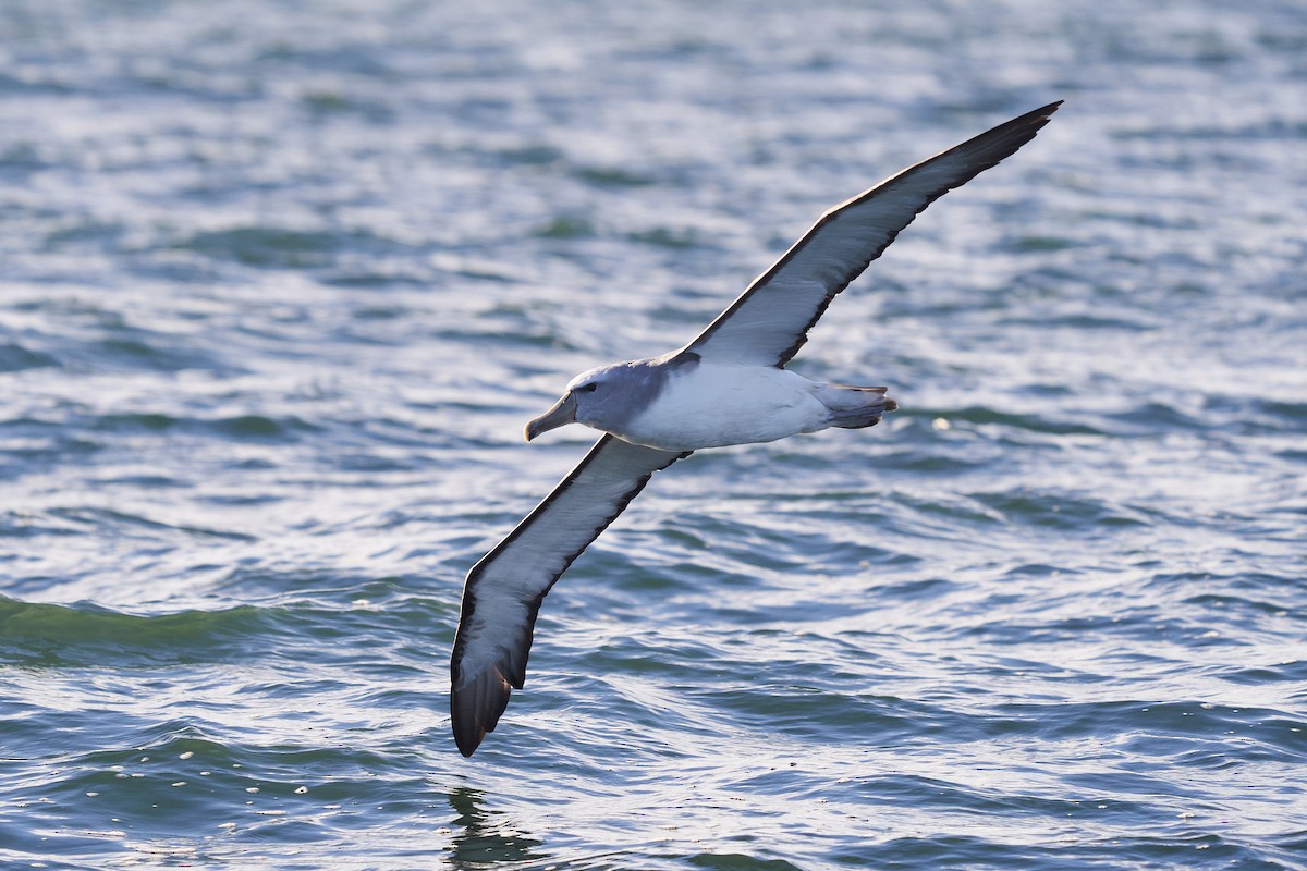 albatros snarský - ML618931216