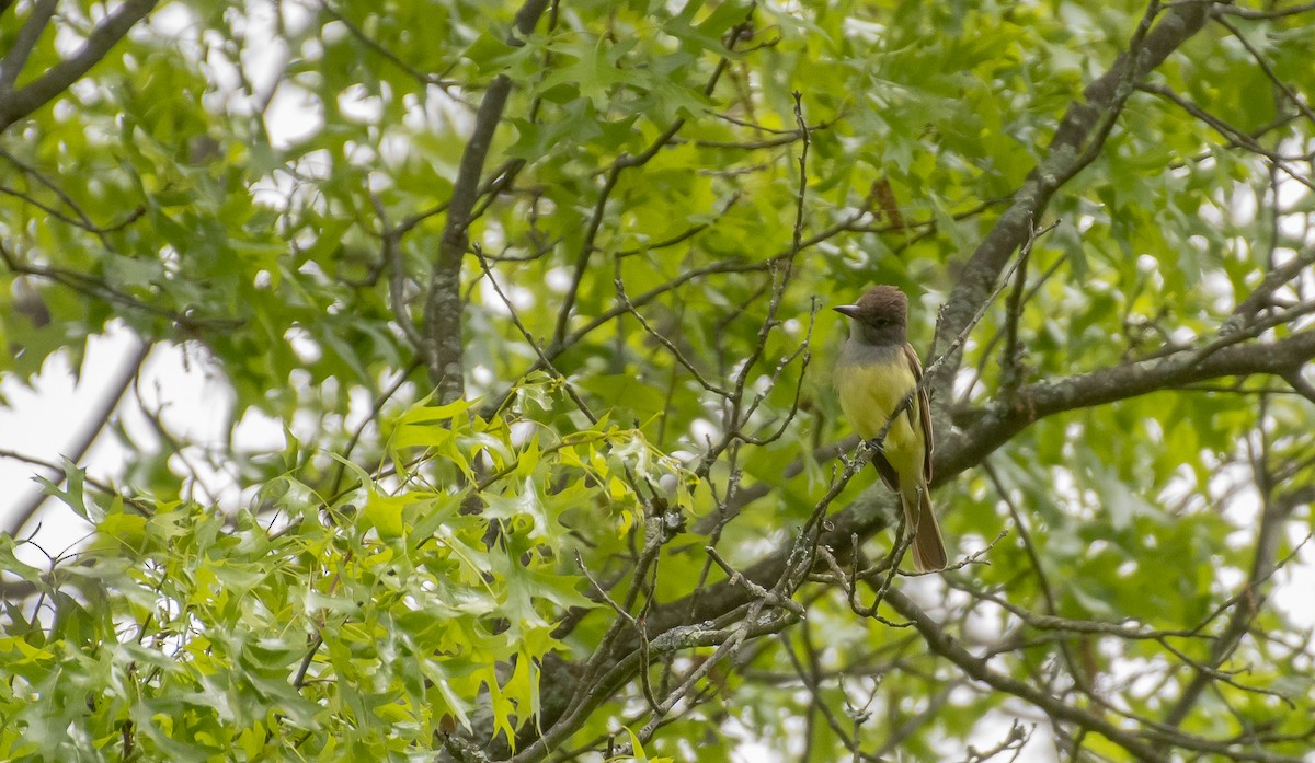 Great Crested Flycatcher - ML618931229