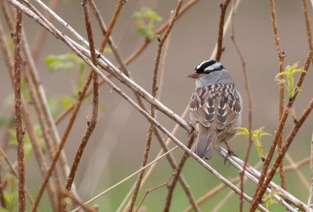 White-crowned Sparrow - Logan Baldwin