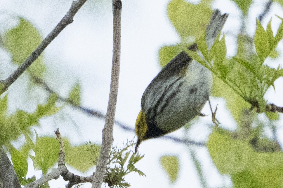Black-throated Green Warbler - John Salisbury