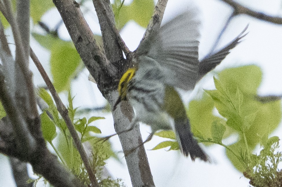 Black-throated Green Warbler - John Salisbury