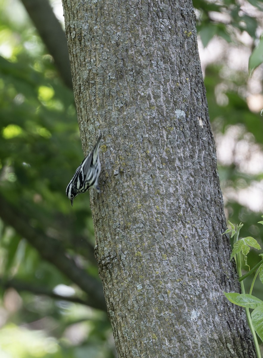 Black-and-white Warbler - ML618931258