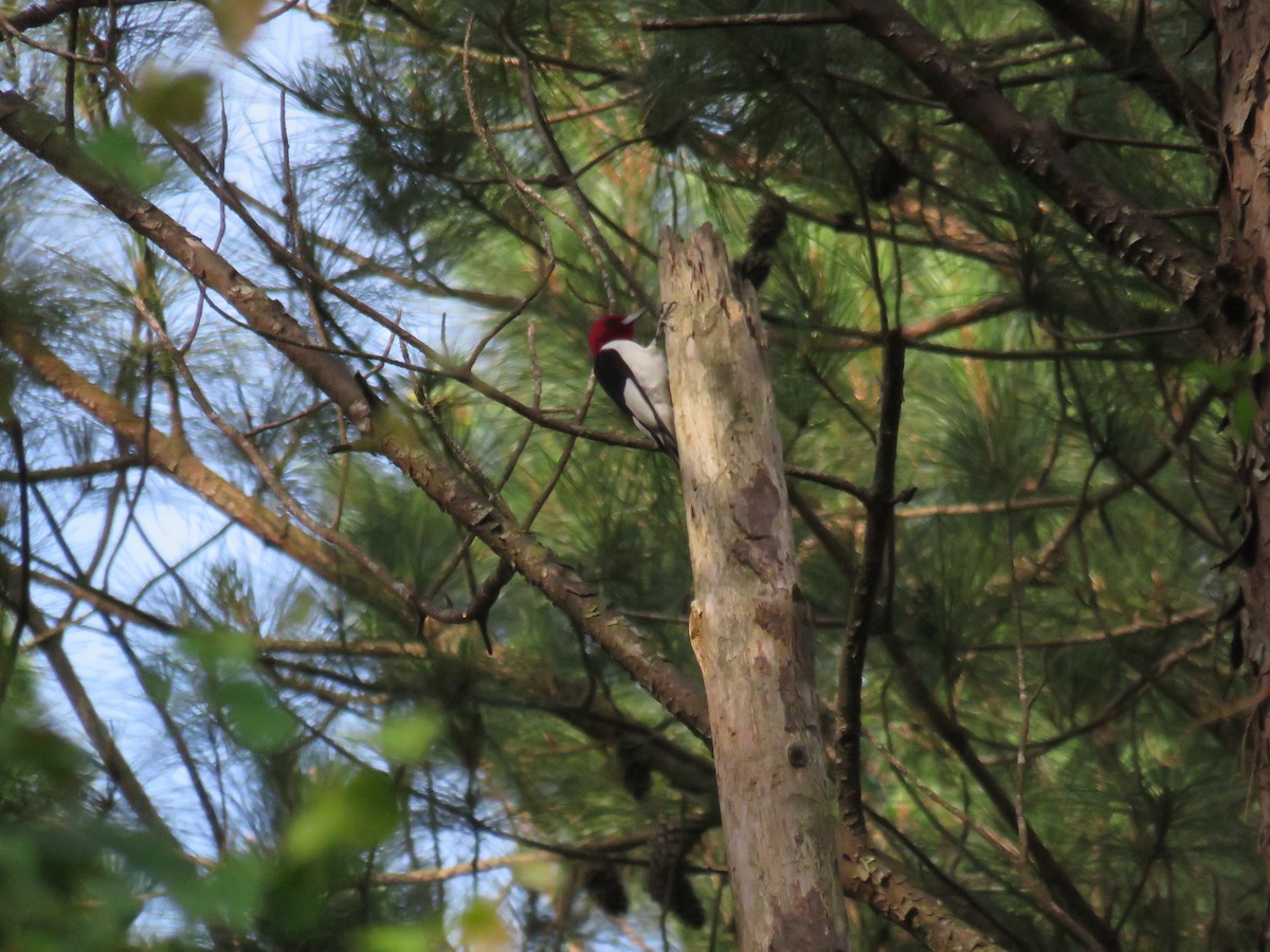 Red-headed Woodpecker - Sam Holcomb