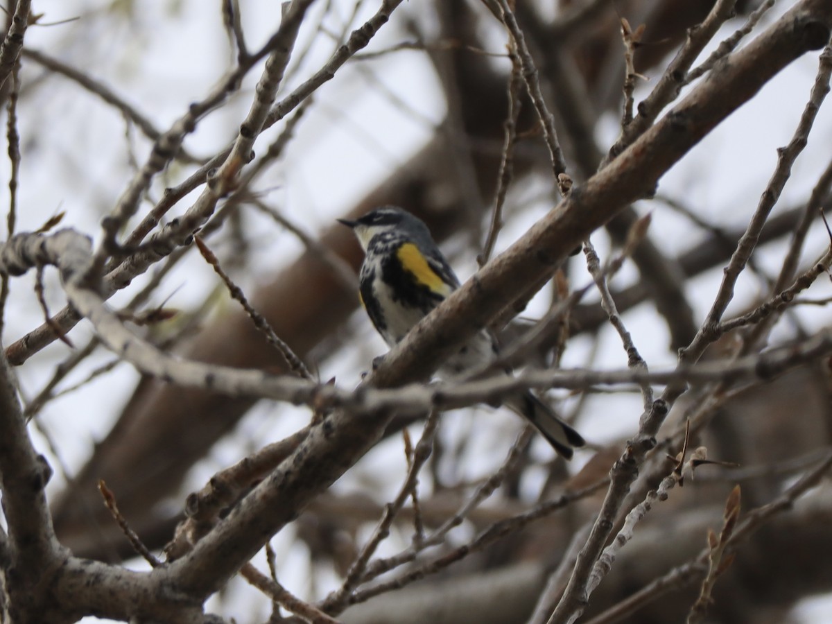 Yellow-rumped Warbler (Myrtle x Audubon's) - ML618931335