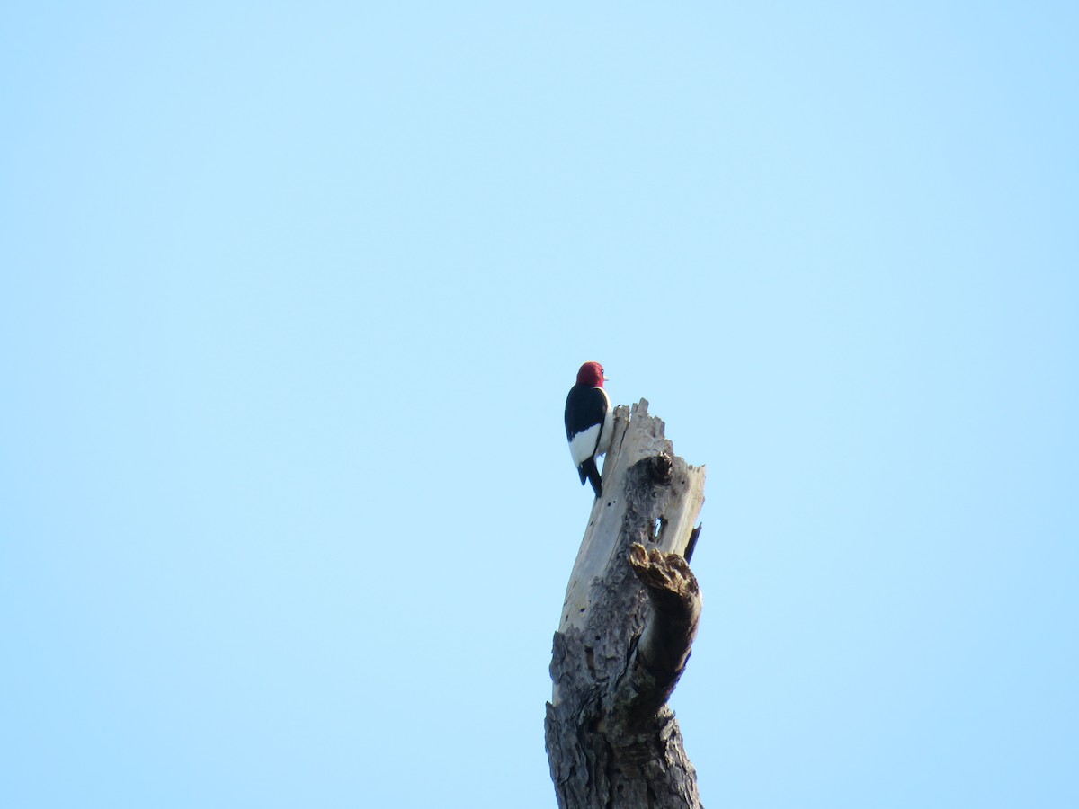 Red-headed Woodpecker - ML618931355