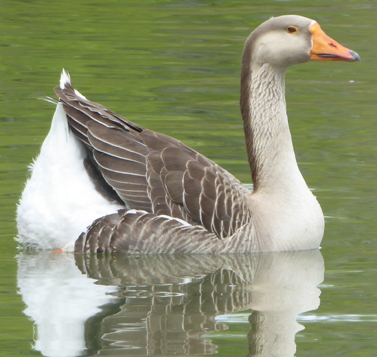 Graylag x Swan Goose (hybrid) - ML618931358