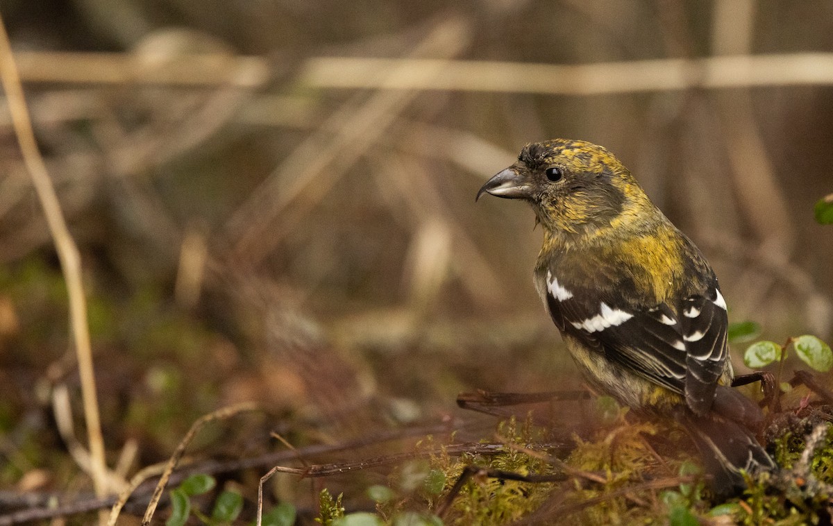 White-winged Crossbill - Nick Ramsey