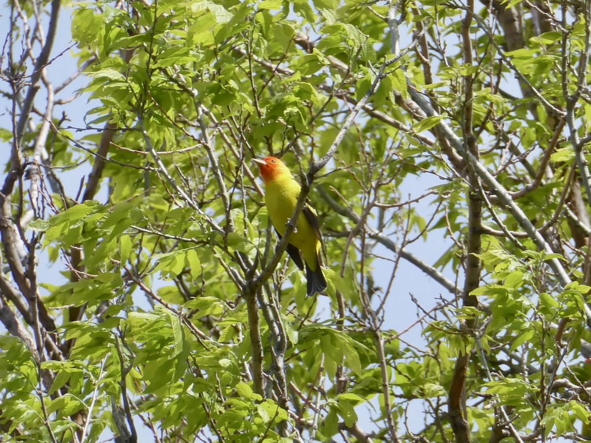 Western Tanager - ML618931414