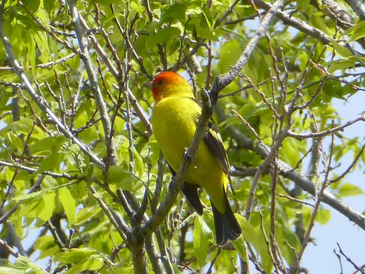 Western Tanager - ML618931415