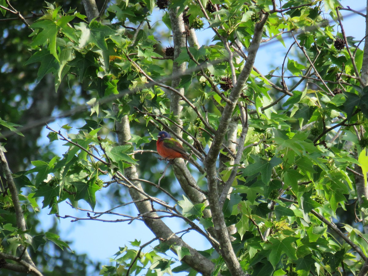 Painted Bunting - Sam Holcomb