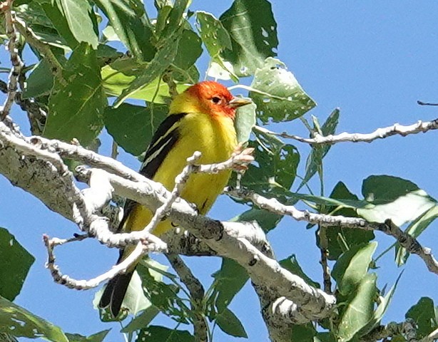 Western Tanager - ML618931435