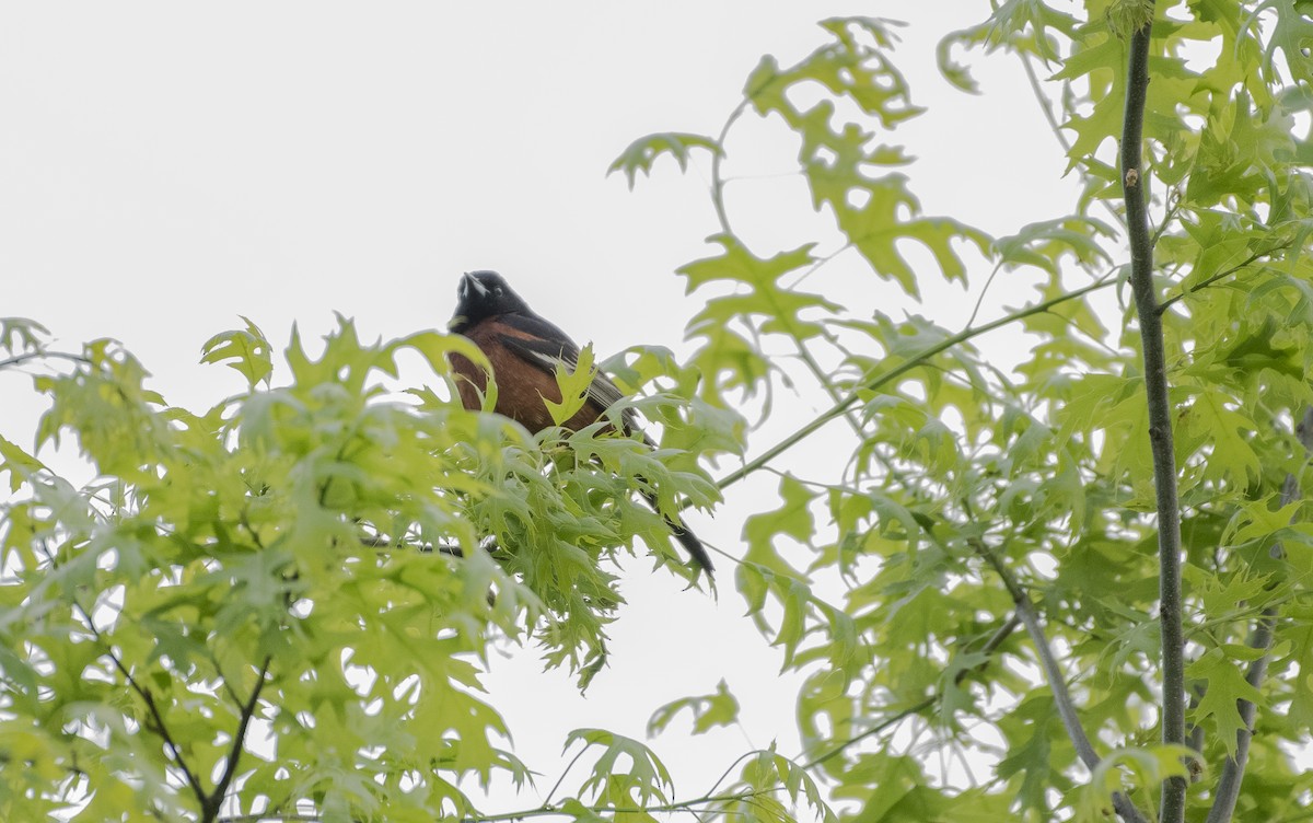 Orchard Oriole - ML618931505