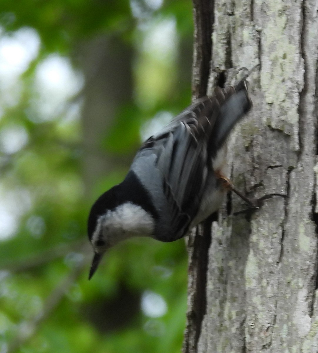 White-breasted Nuthatch - ML618931508
