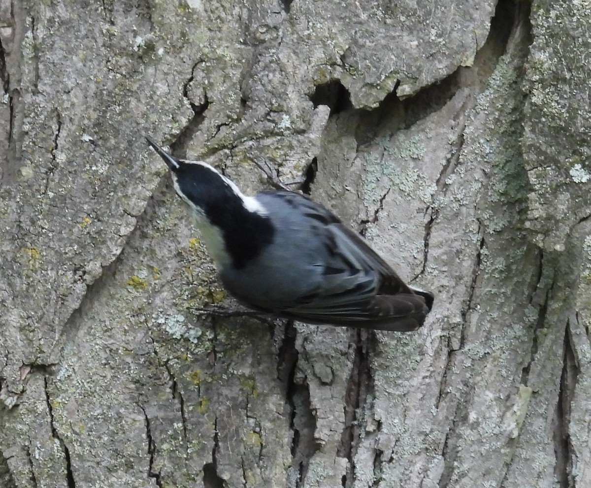 White-breasted Nuthatch - ML618931509