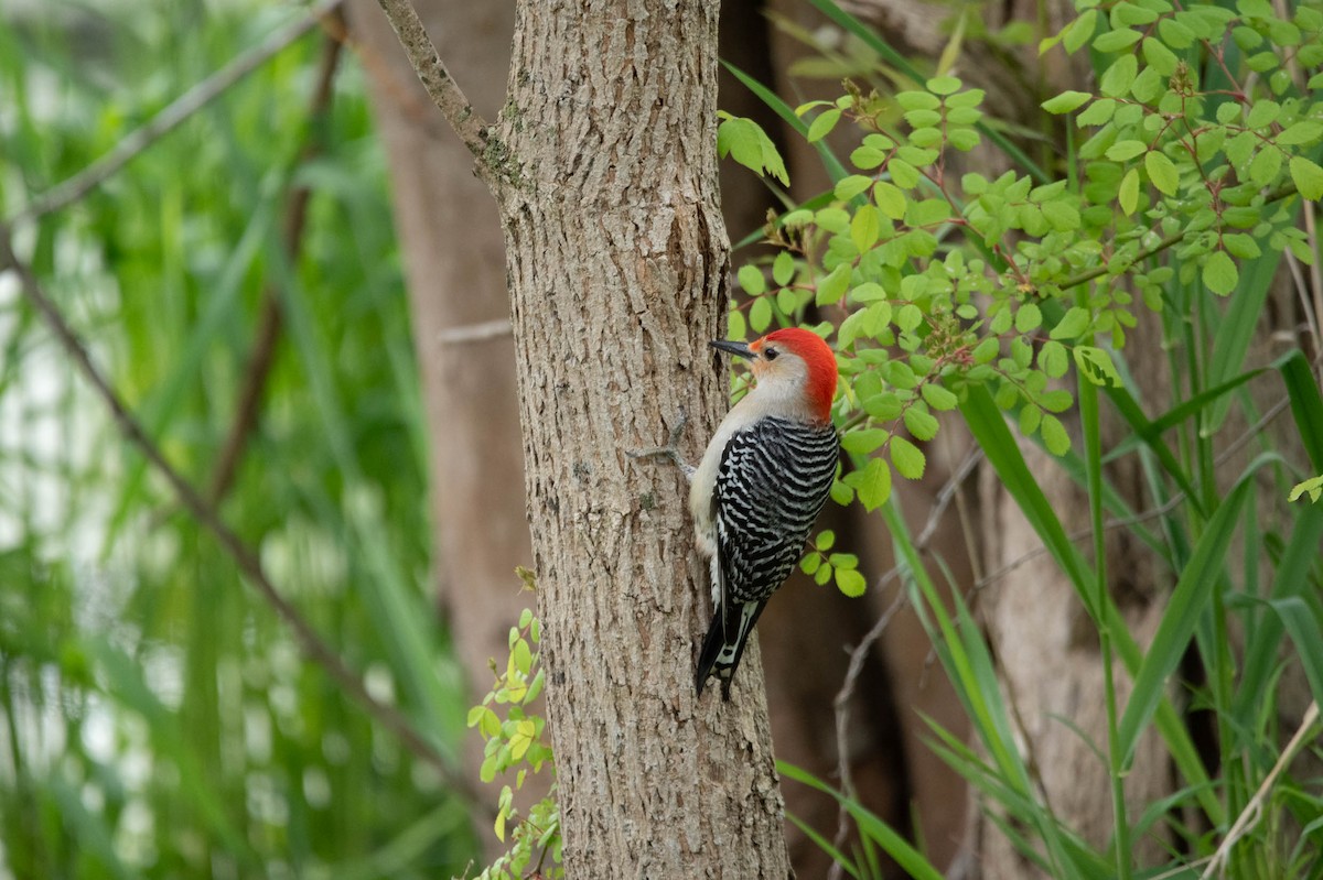 Red-bellied Woodpecker - David Ferris