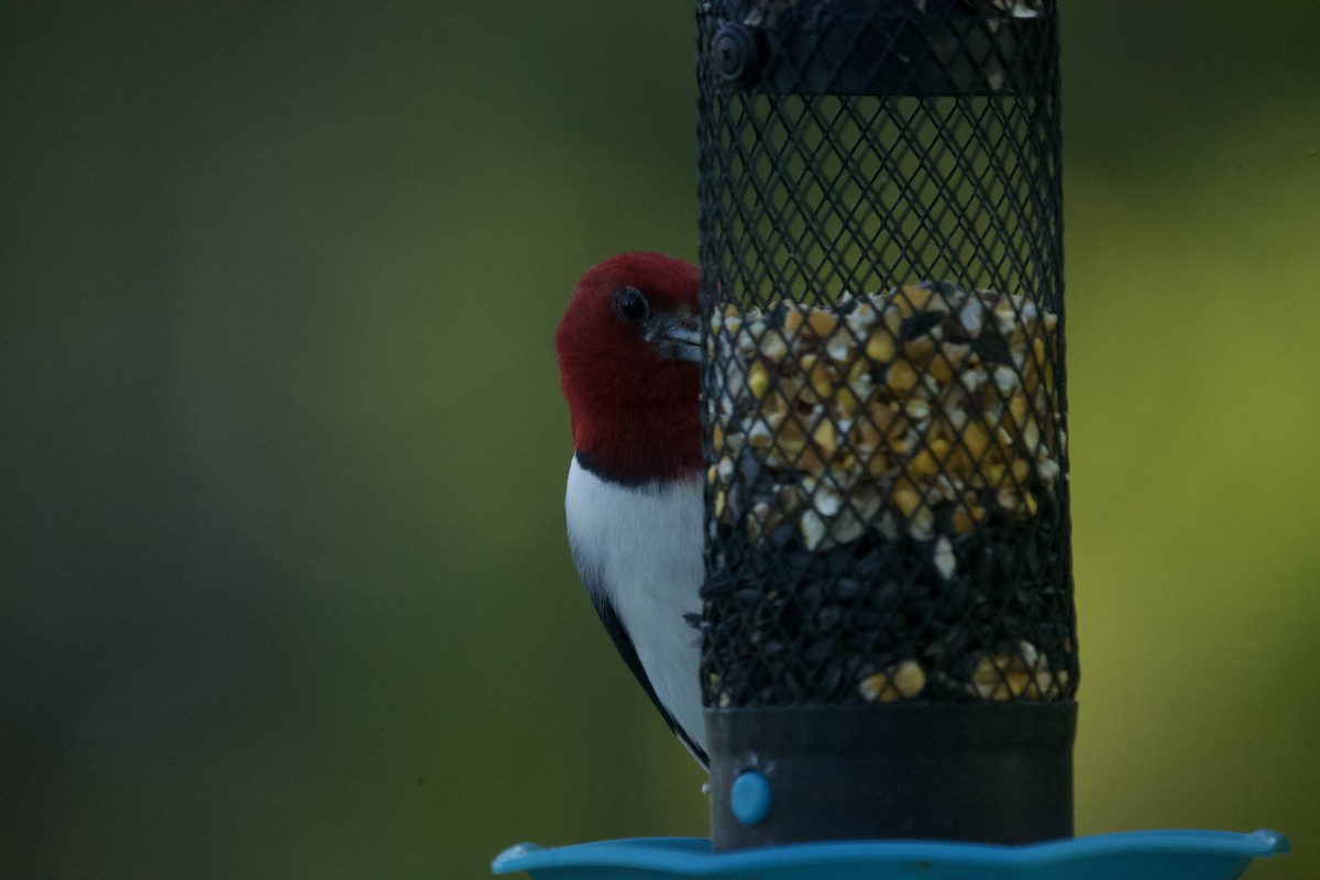 Red-headed Woodpecker - ML618931546
