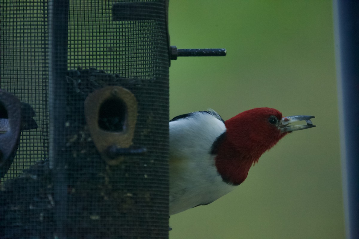 Red-headed Woodpecker - ML618931549