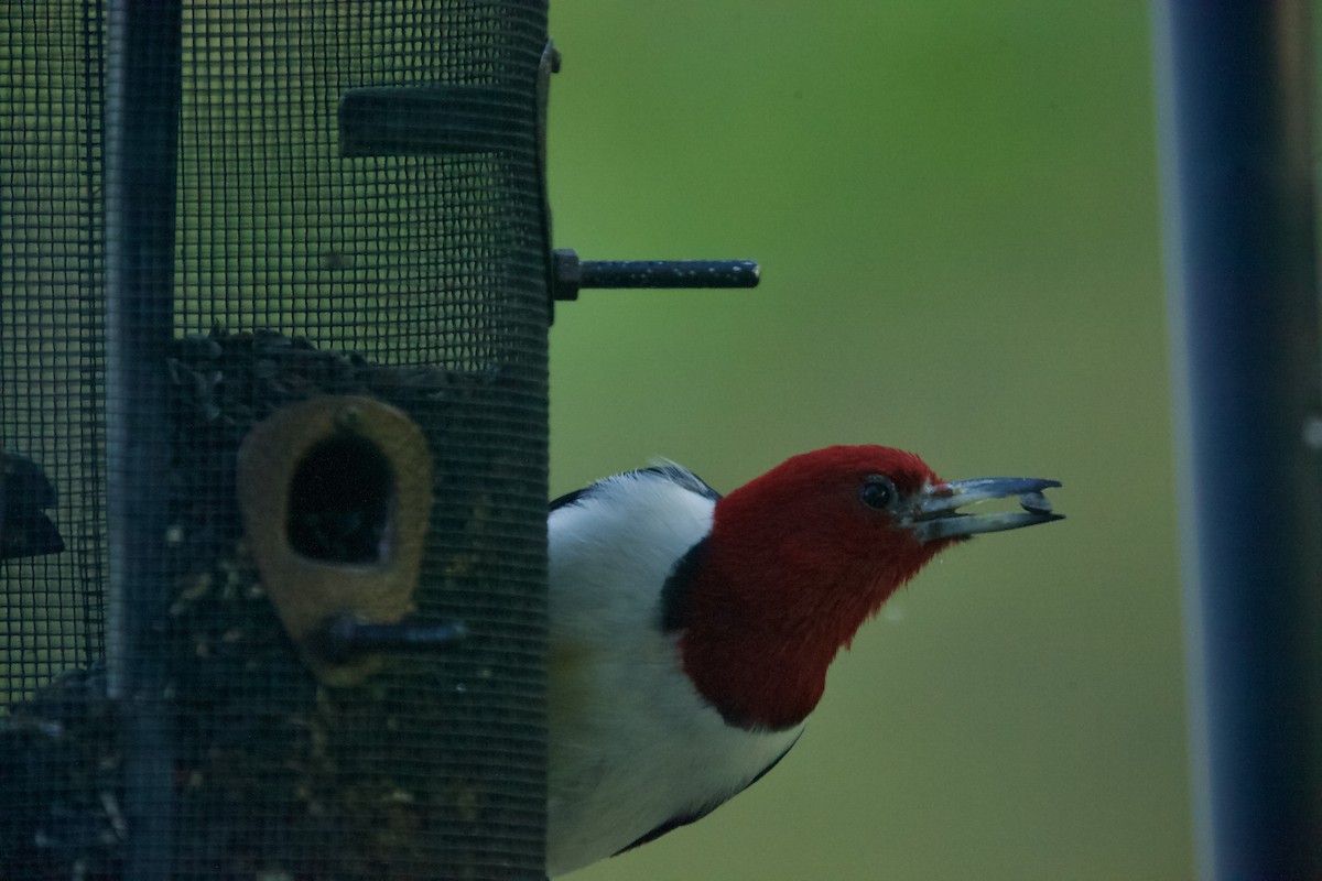 Red-headed Woodpecker - ML618931550