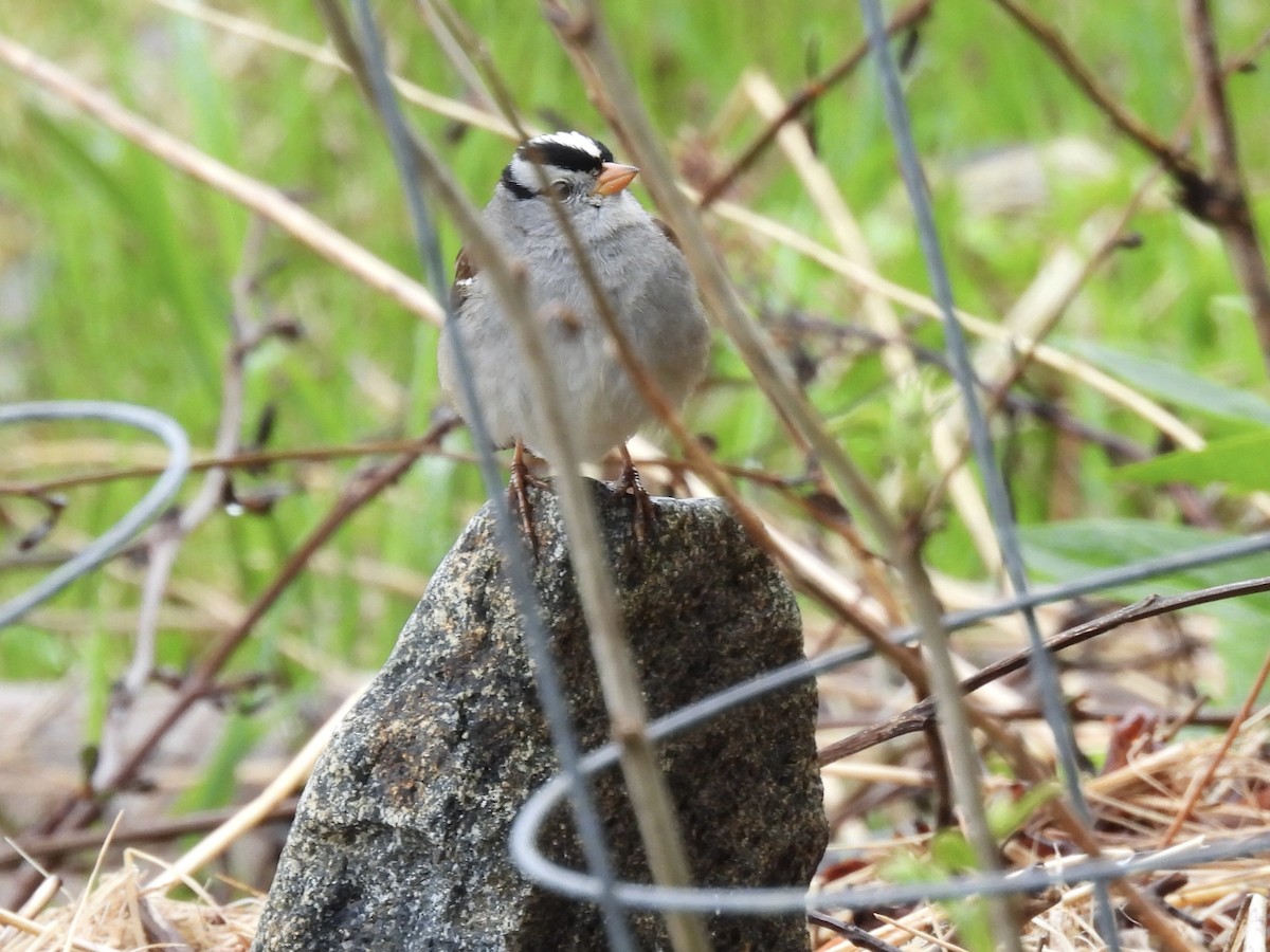 White-crowned Sparrow - ML618931556