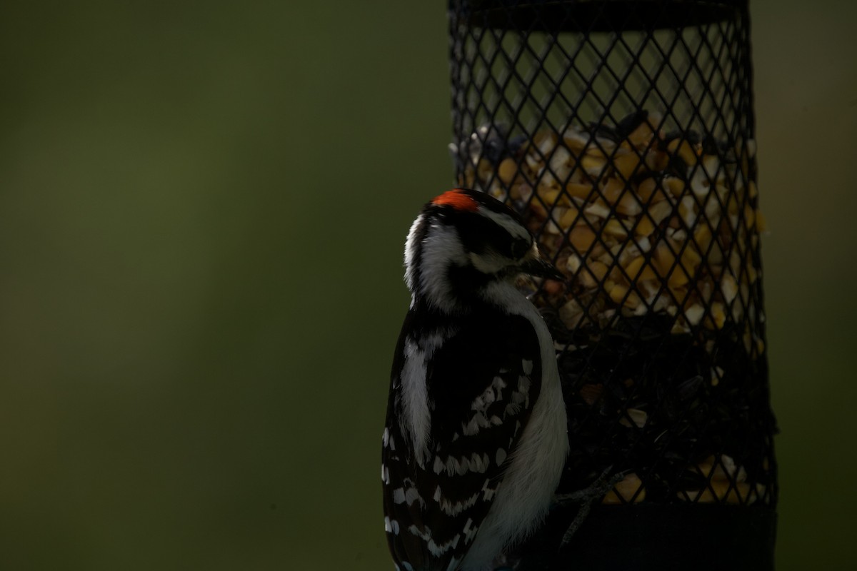 Downy Woodpecker - Paul Miller