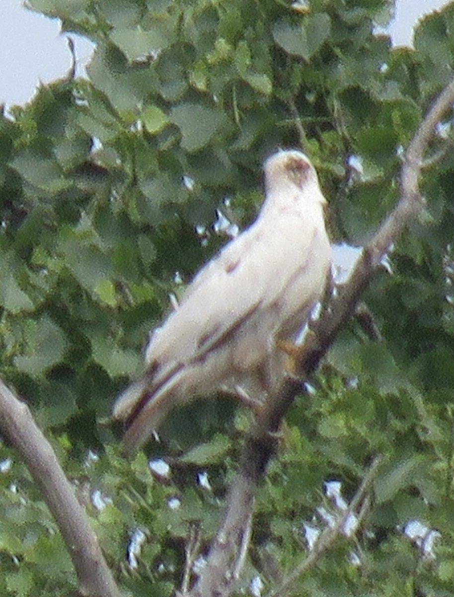 Red-tailed Hawk - ML618931576