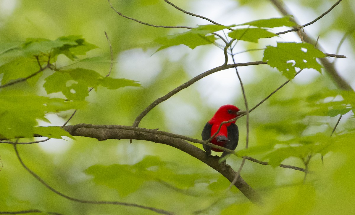 Scarlet Tanager - ML618931607