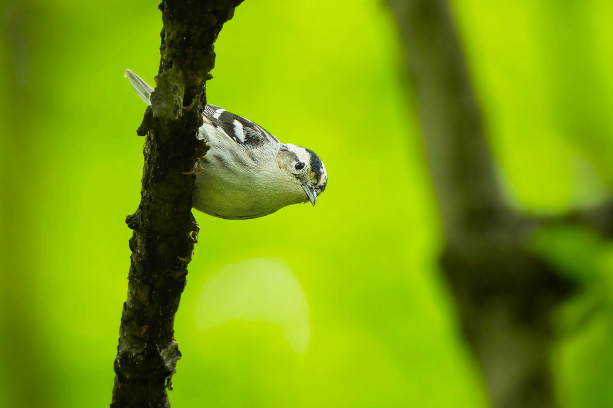 Black-and-white Warbler - ML618931609