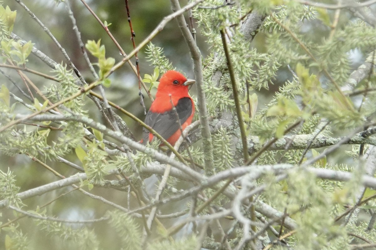 Scarlet Tanager - ML618931633