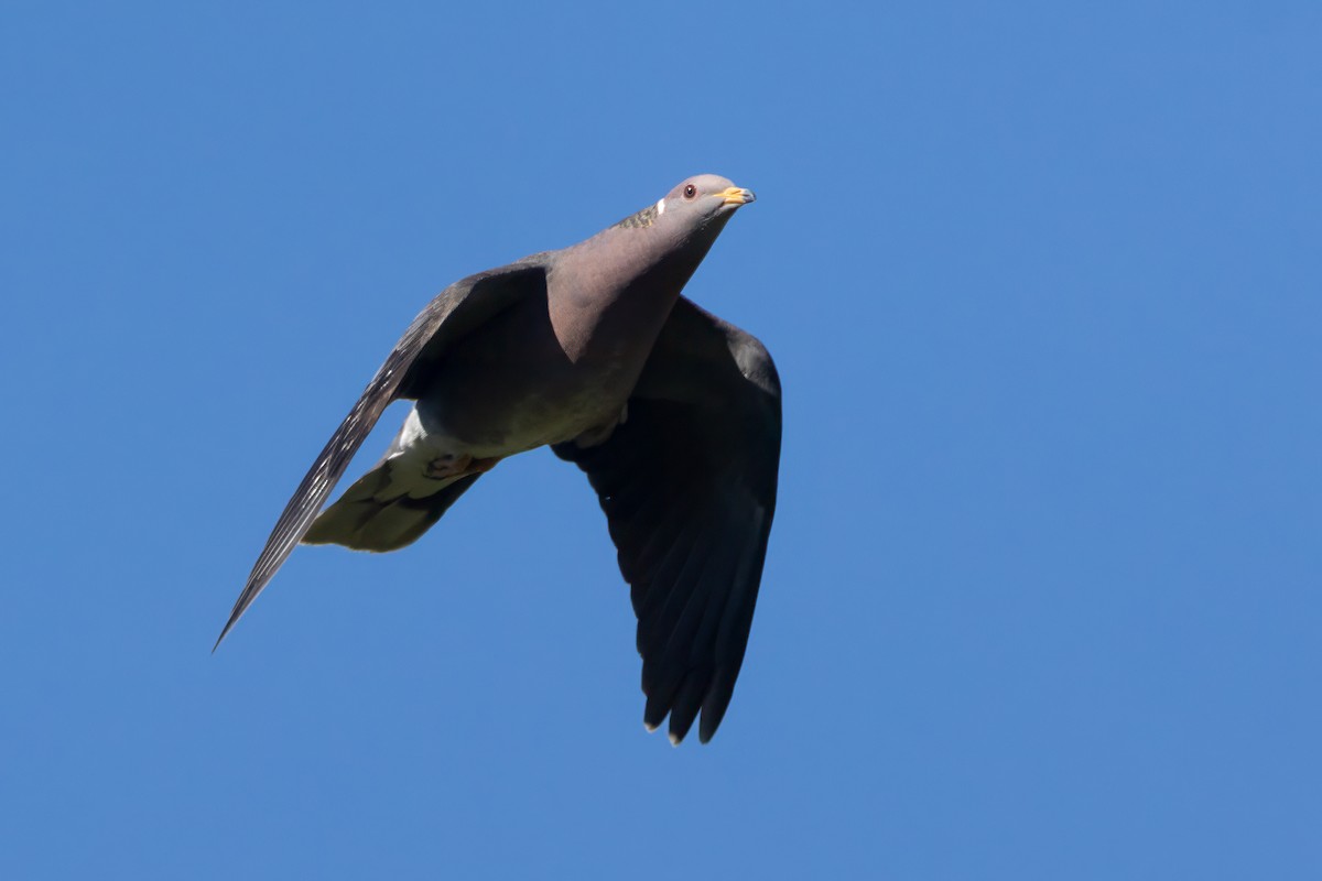 Pigeon à queue barrée (groupe fasciata) - ML618931645