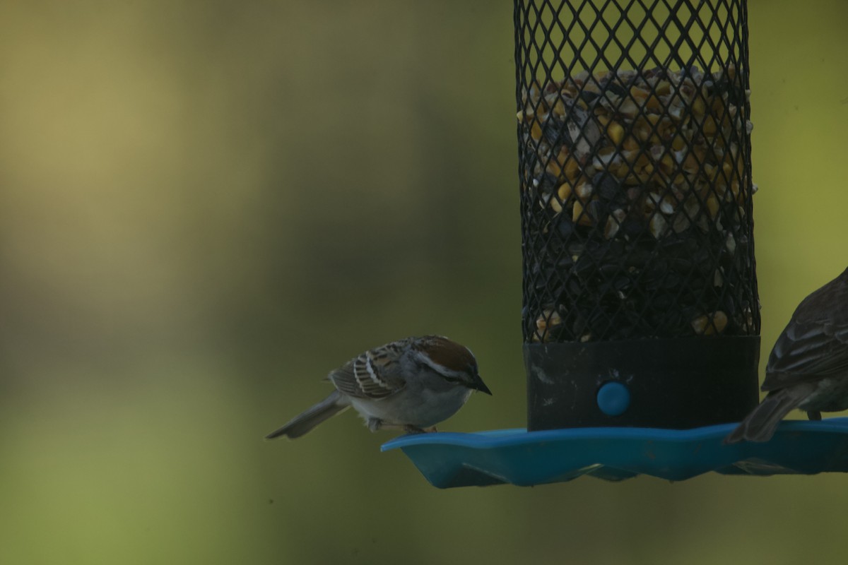 Chipping Sparrow - ML618931707