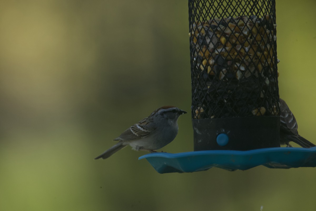 Chipping Sparrow - ML618931708